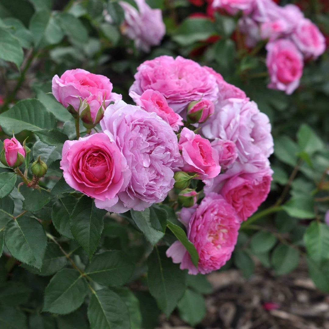 middelgrote zachtroze gevulde roos in tros, zacht glanzend blad – close-up én overzicht van de struik.