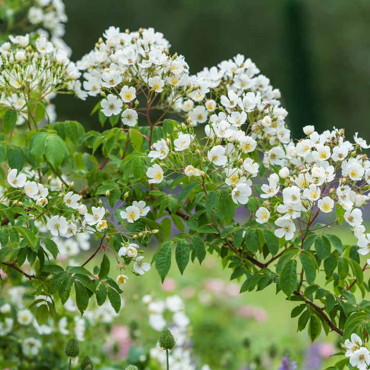 Filipes 'Kiftsgate' (Grande rose grimpante)