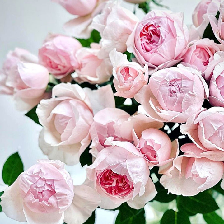 Peony Pink (12stuks)