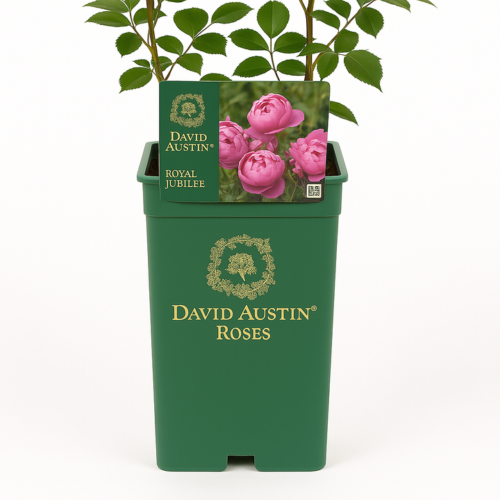 Royal Jubilee (Auspaddle)