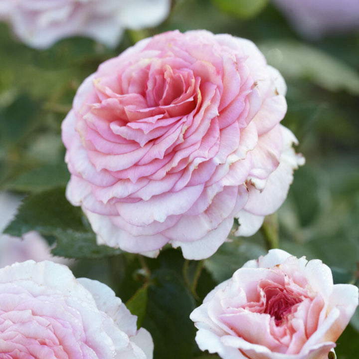 James Galway (Auscrystal)