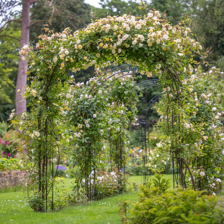 Malvern Hills (Auscanary) (XL Klimroos)