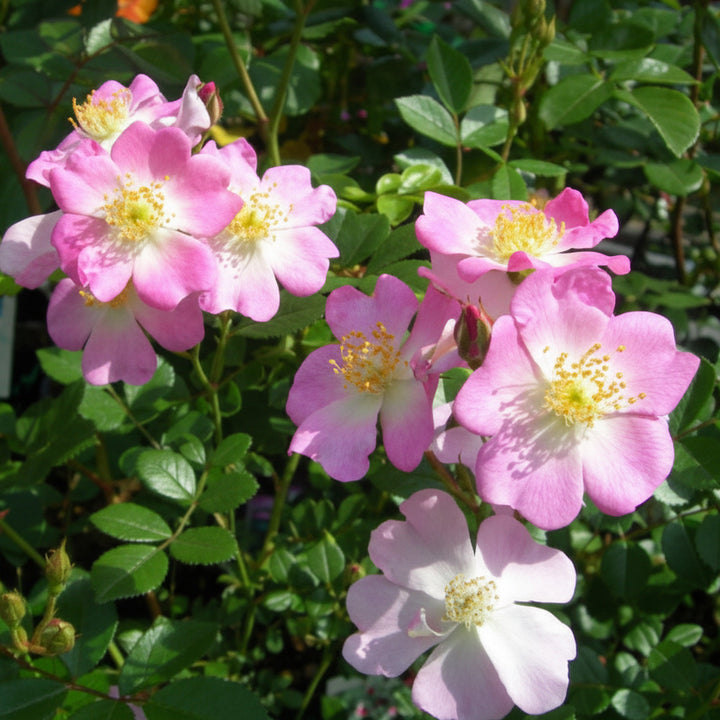 Rose japonaise BI – Sakuragi (Arbre à fleurs de cerisier) (NOUVEAU 2026)