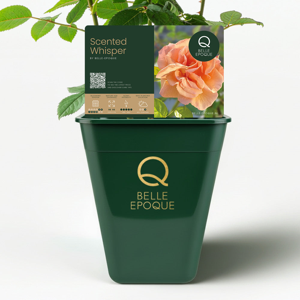 Murmure parfumé (NOUVEAU 2025)