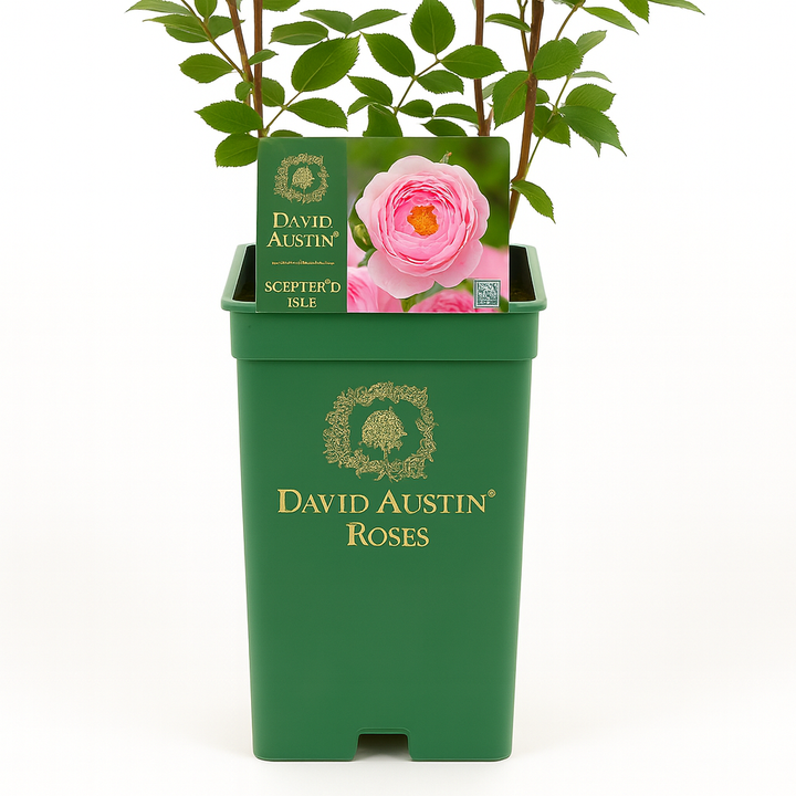 Zepterinsel (Ausland)