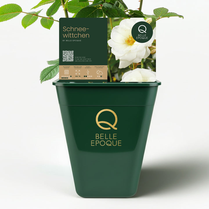 Schneewittchen (op stam)