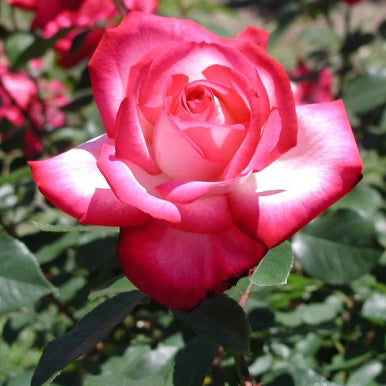 Rose japonaise BI – Seika (Flamme olympique) (NOUVEAU 2026)