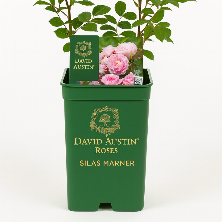 Silas Marner (Ausraveloe)