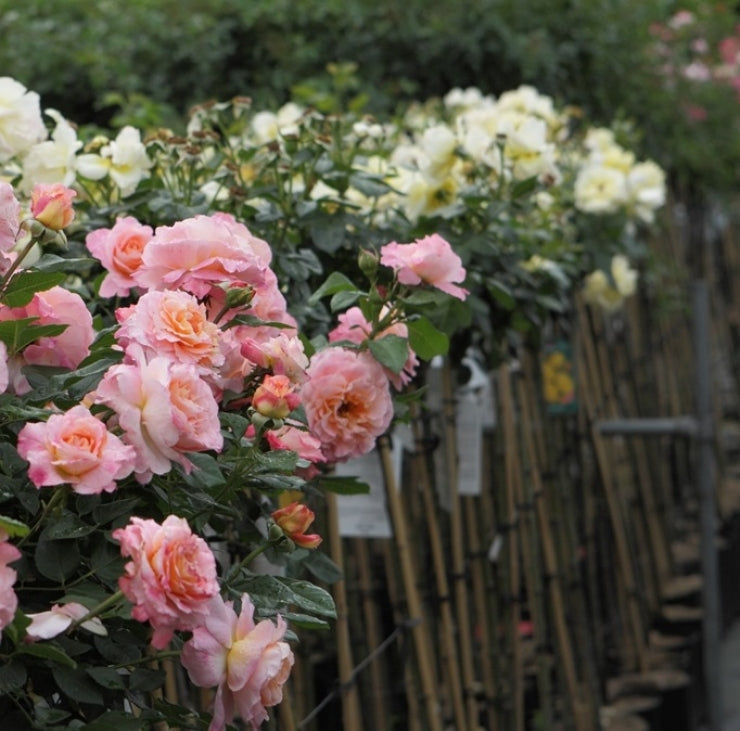 L'Épouse du Poète (Auswhirl) (sur tige)