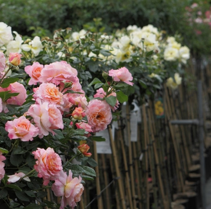 L'Épouse du Poète (Auswhirl) (sur tige)