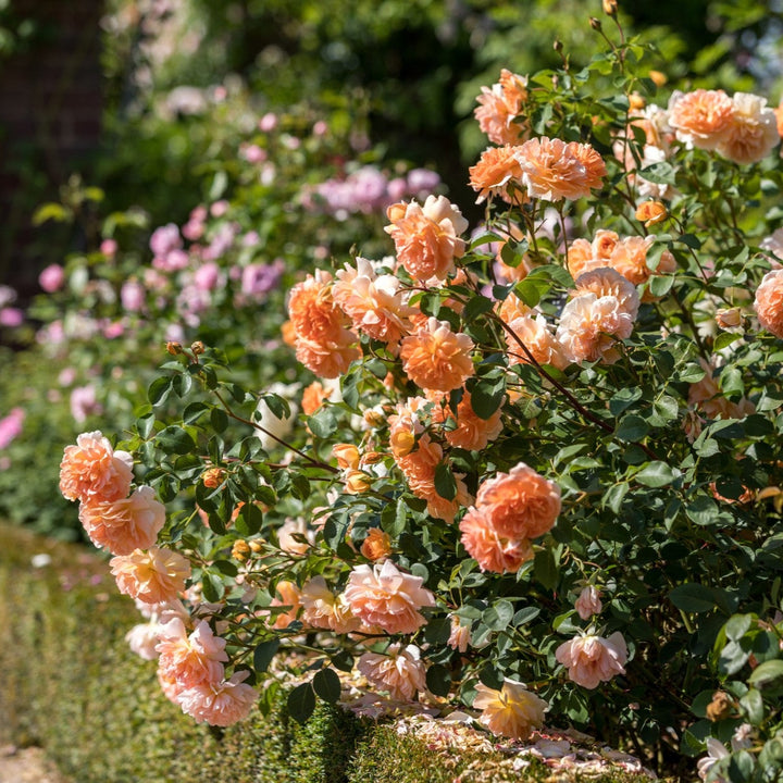 Abrikooskleurige roos met gegolfde rozetten en knoopoog.