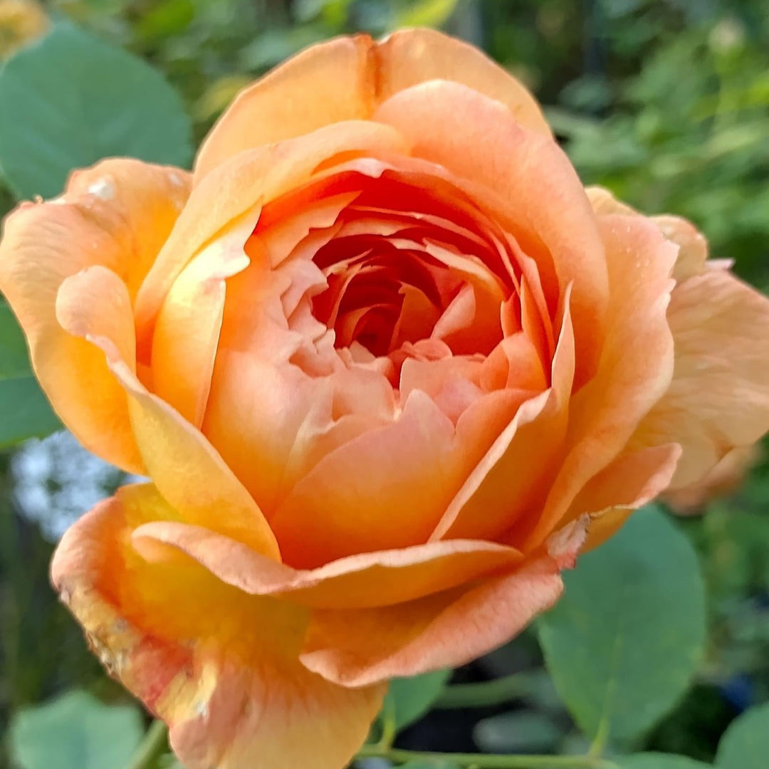 Dame de Shalott (Ausnyson) (sur tige)