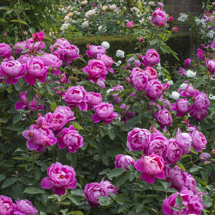 Royal Jubilee (Auspaddle)