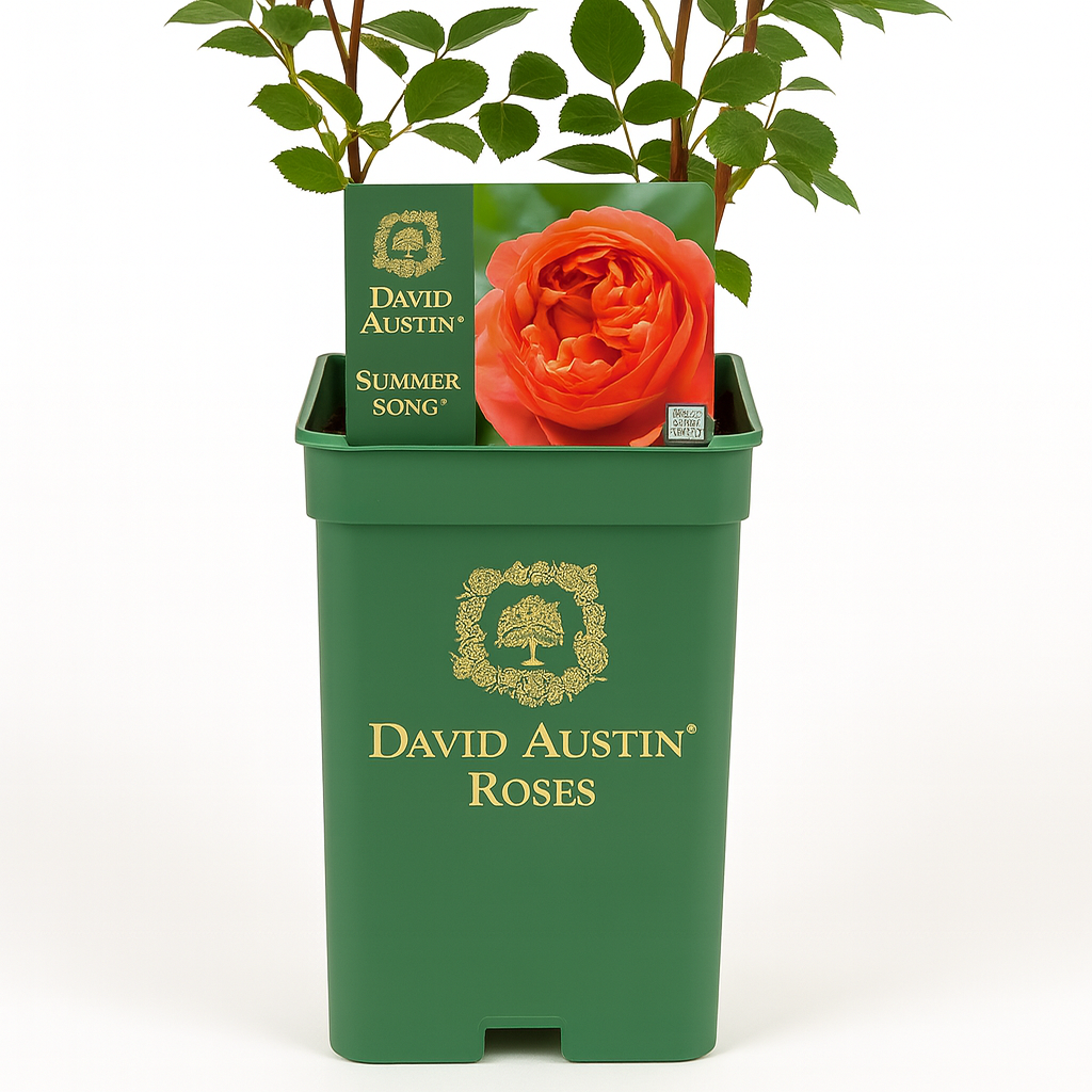 Chanson d'été (Austango)