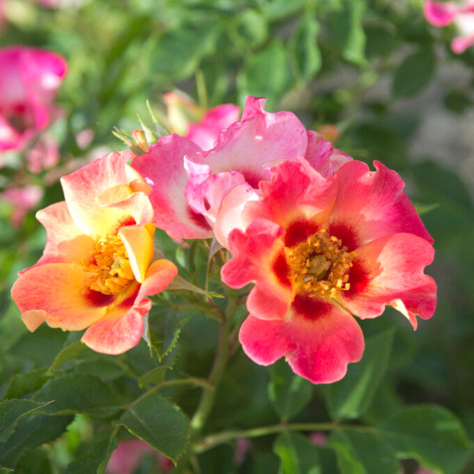 Heldere gele bloemen met zacht oranje hart, compacte struikvorm.