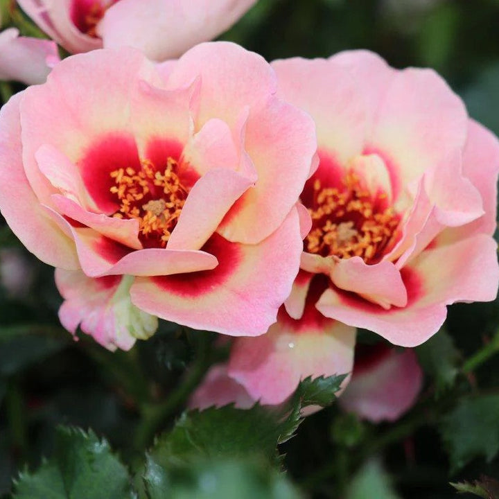 Pastelroze bloemen met donkerrood hart, compacte struikvorm (ca. 60 cm).