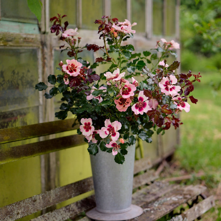 Pastelroze bloemen met donkerrood hart, compacte struikvorm (ca. 60 cm).