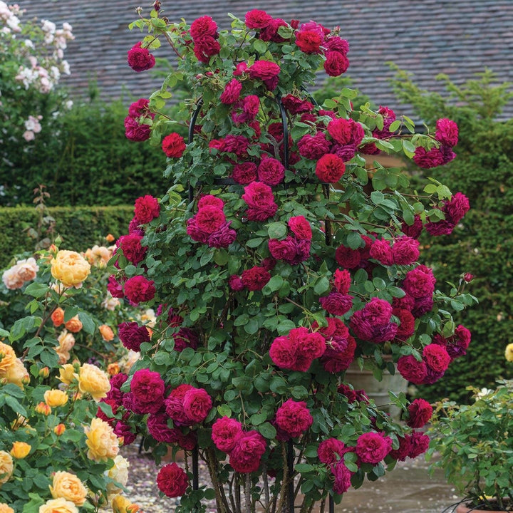 Tess von den d'Urbervilles (XL Kletterrose)