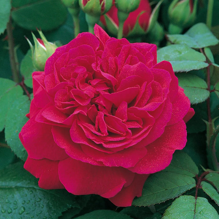 Tess von den d'Urbervilles (XL Kletterrose)
