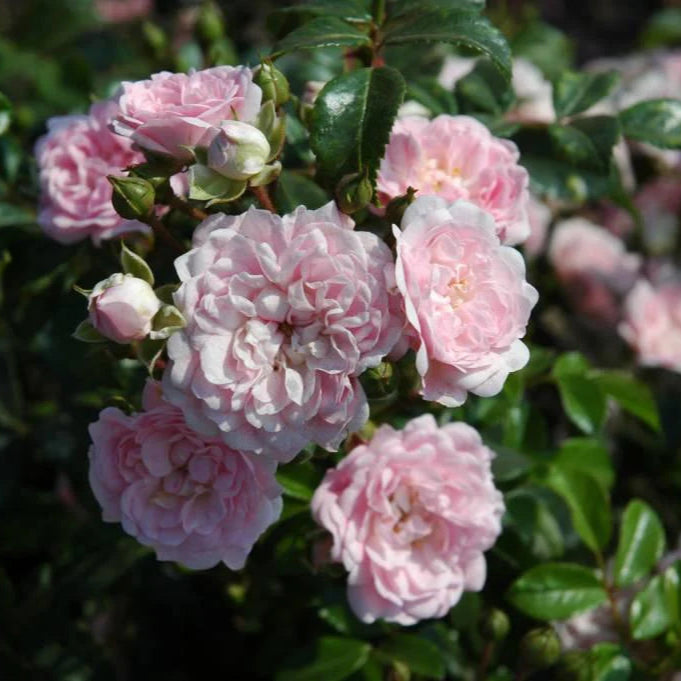 The Fairy (standard rose)