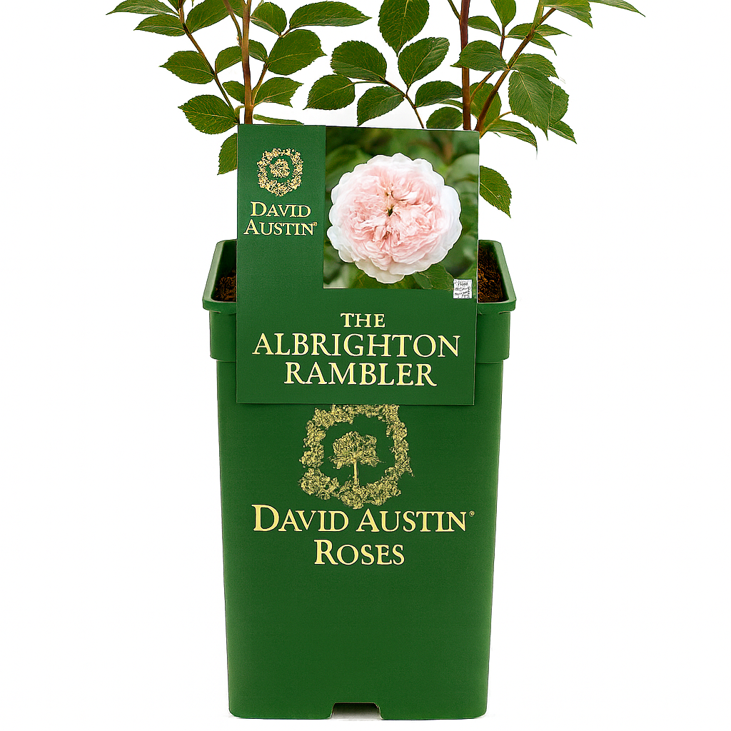 Der Albrighton Rambler (Ausmobile)