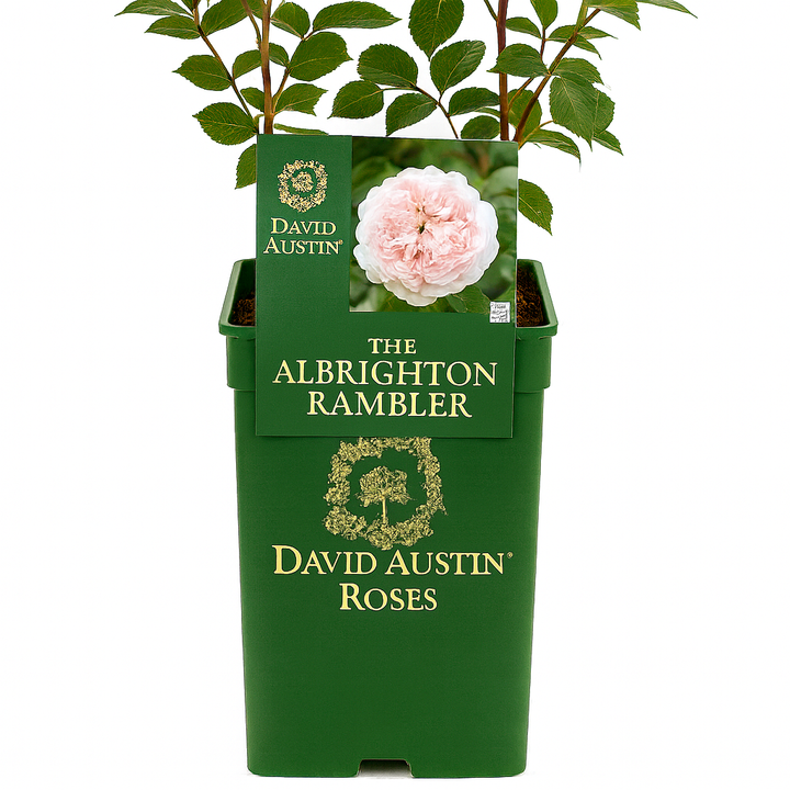 Der Albrighton Rambler (Ausmobile)