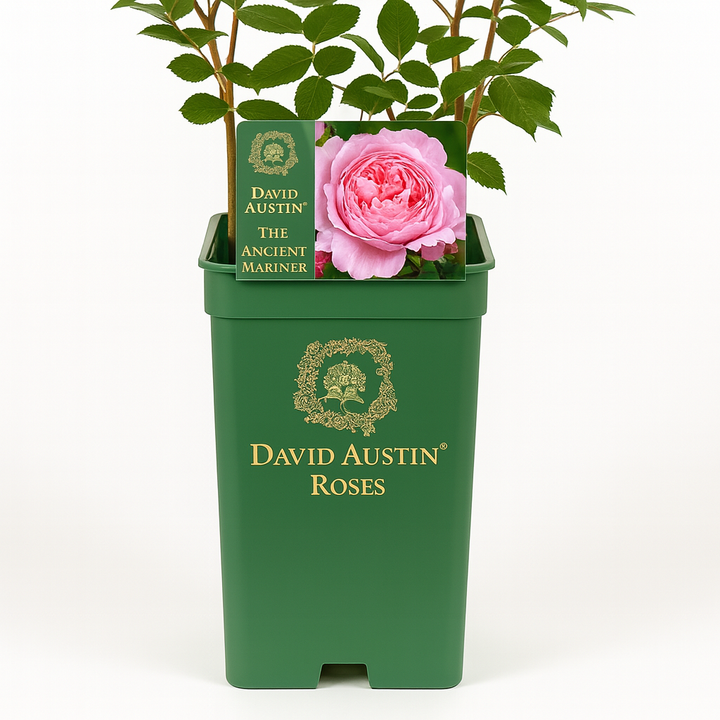 Der alte Seemann (Ausoutcry)