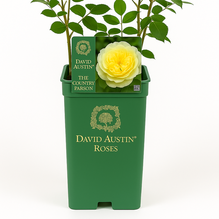 Der Landgeistliche (Ausclergy)