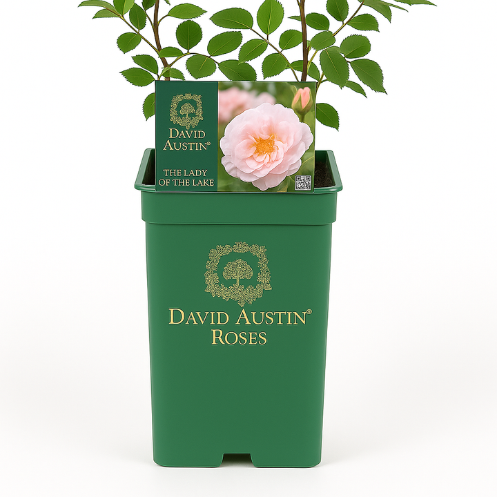 Dame des Sees (Ausherbert)