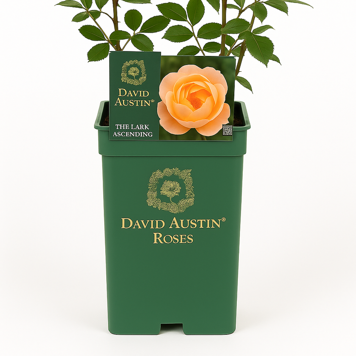 Der aufsteigende Lerch (Ausursula)