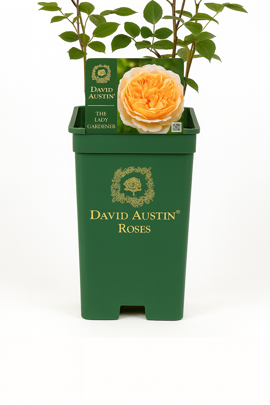 Die Gärtnerin (Ausbrass)