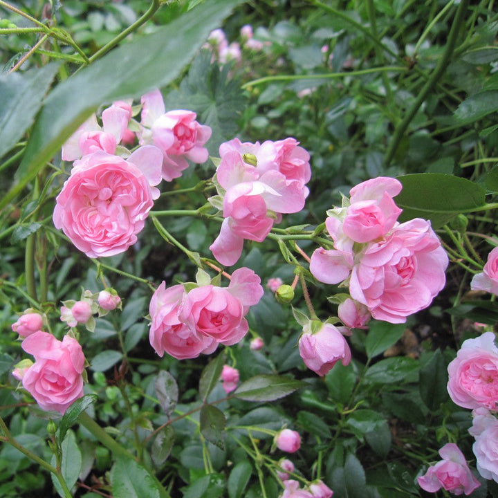 The Fairy (standard rose)