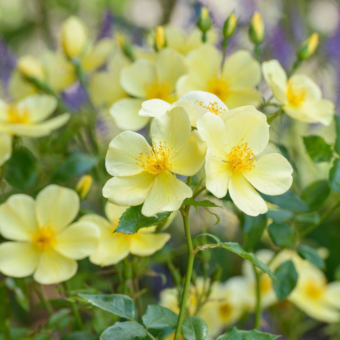 Tottering-by-Gently (Auscartoon)