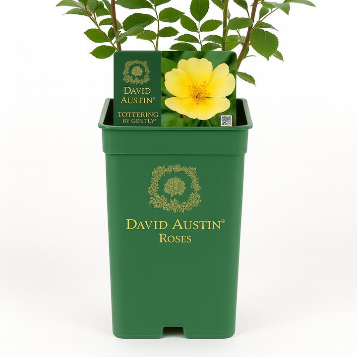 Tottering-by-Gently (Auscartoon)