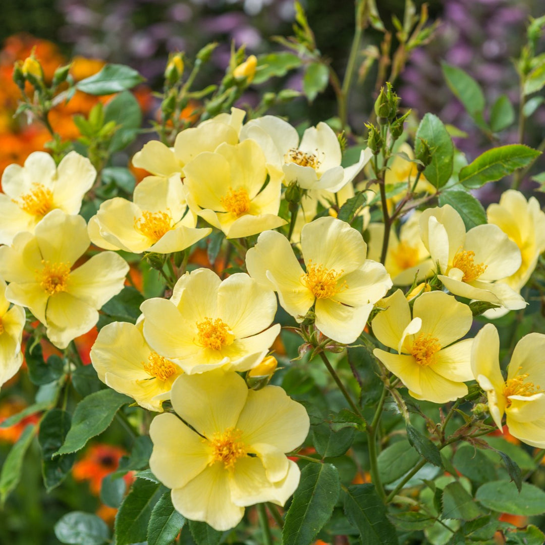 Tottering-by-Gently (Auscartoon)