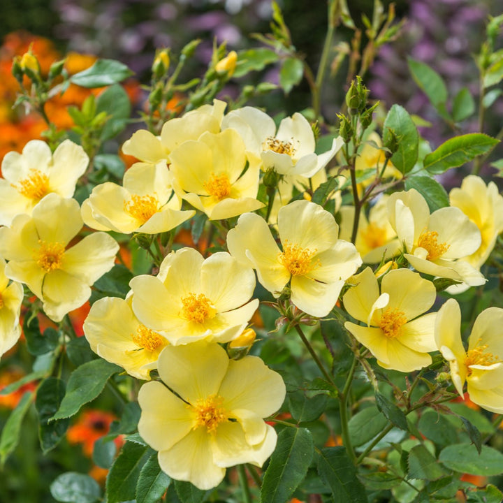 Tottering-by-Gently (Auscartoon)