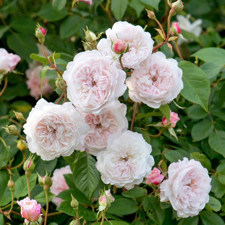 Der Albrighton Rambler (Ausmobile)