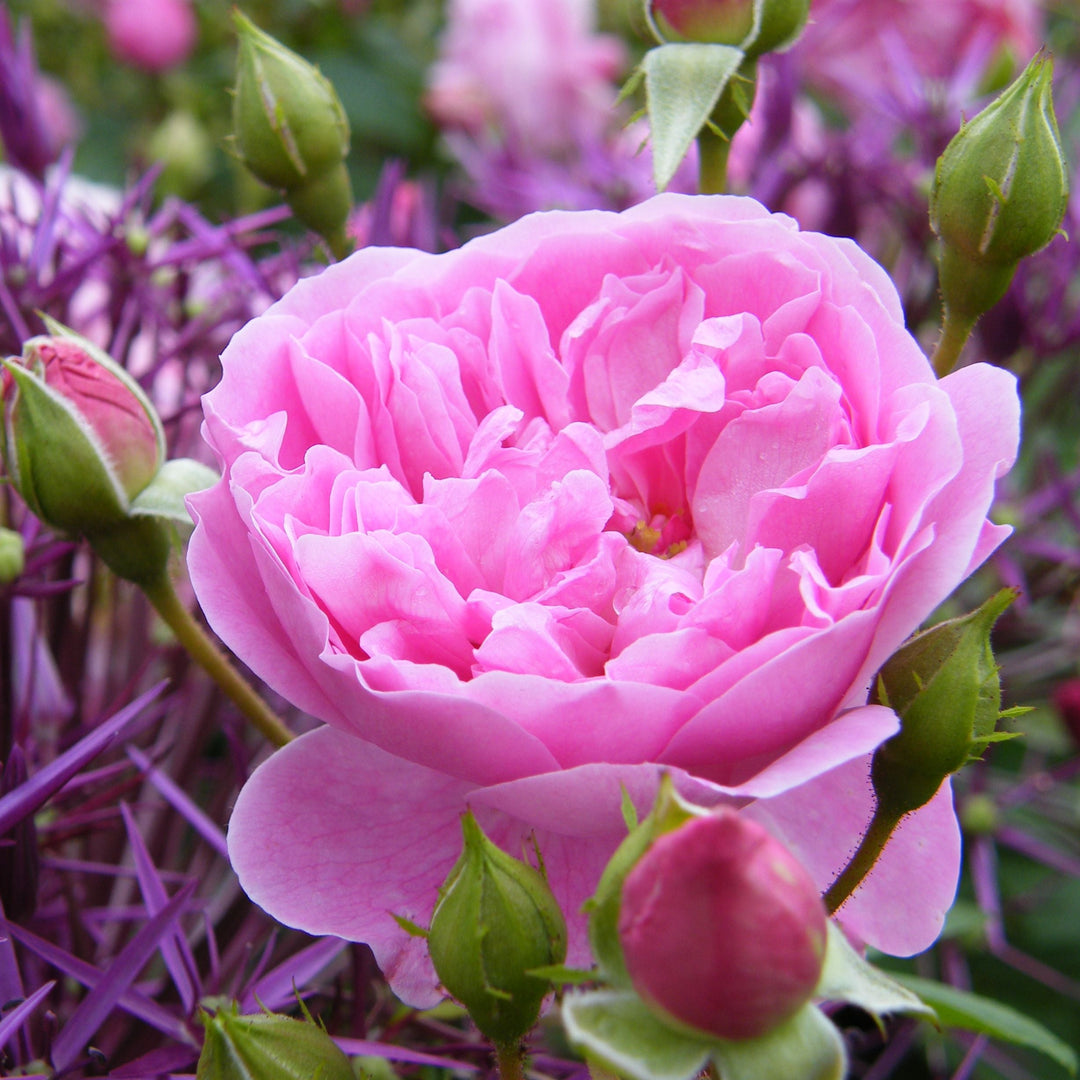 Harlow Carr (Aushouse)