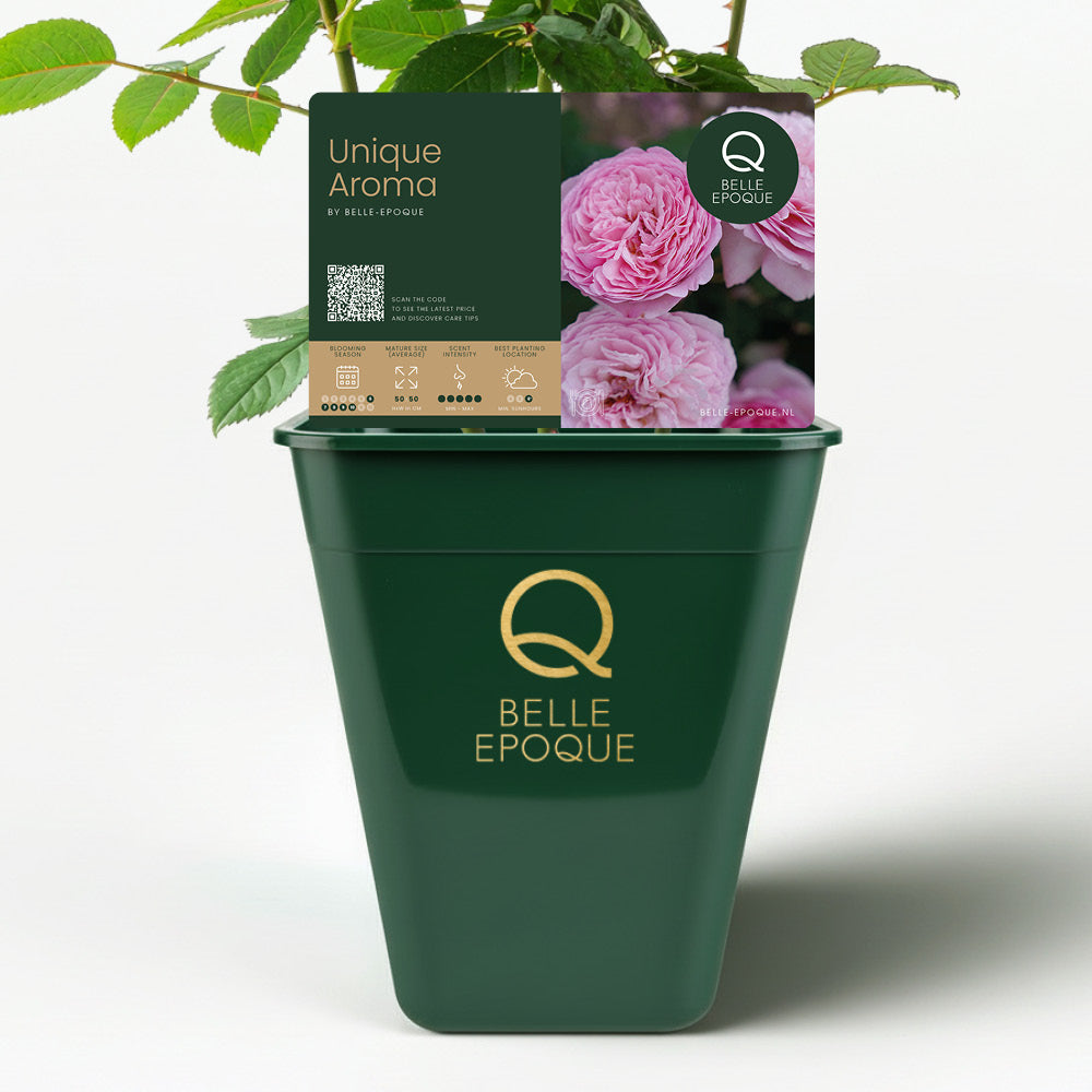 Eetbare roos - Unique Aroma