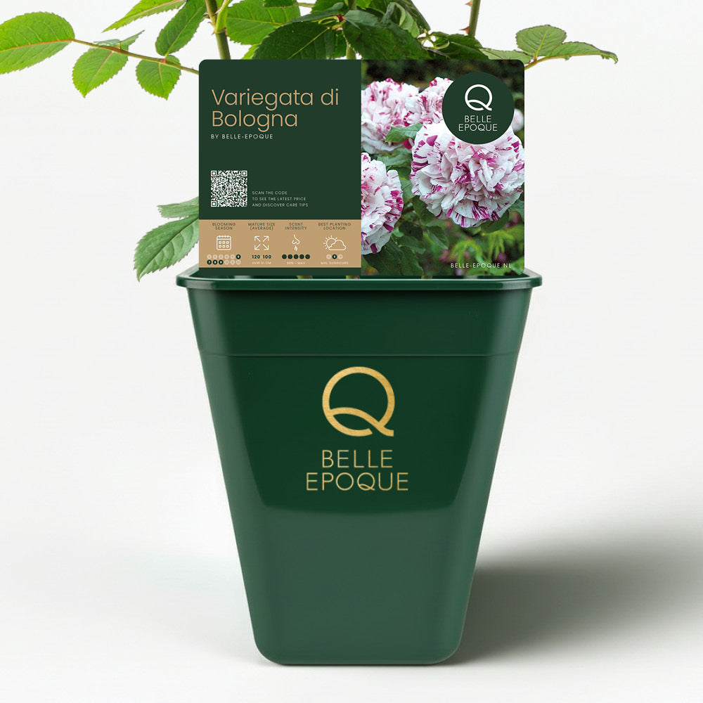 Variegata von Bologna