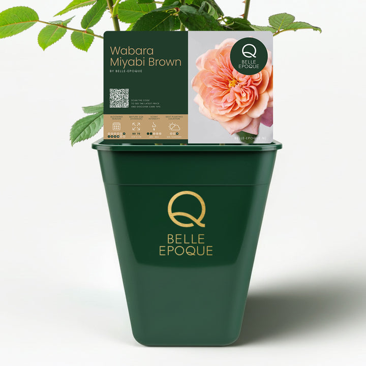 Japanese rose Miyabi Gen (Wabara)