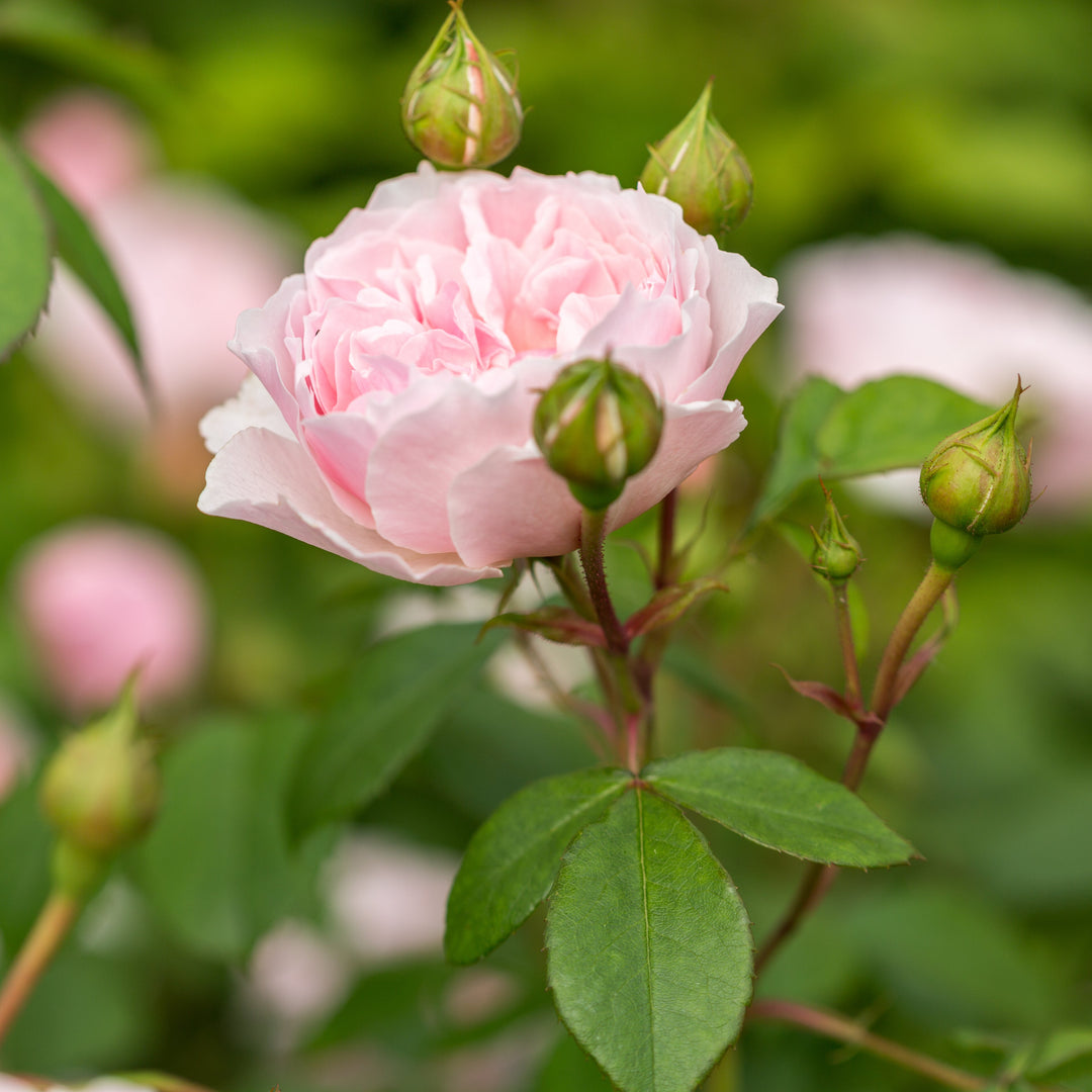 Wisley 2008 (Ausbreeze)