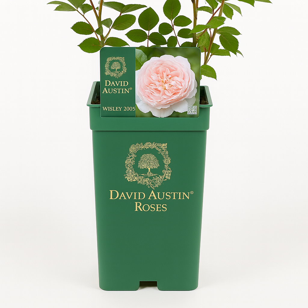 Wisley 2008 (Ausbreeze)