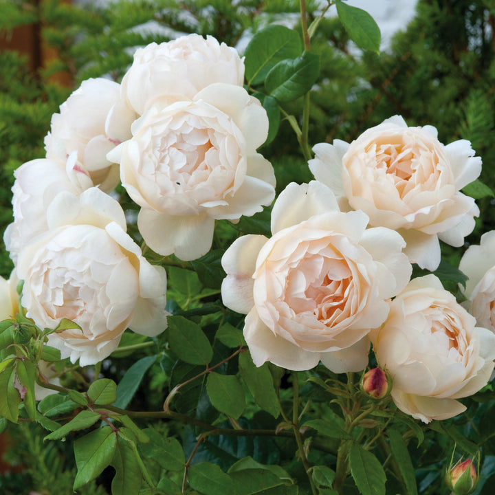 Wollerton Old Hall (Ausblanket) (XL Rosier grimpant)