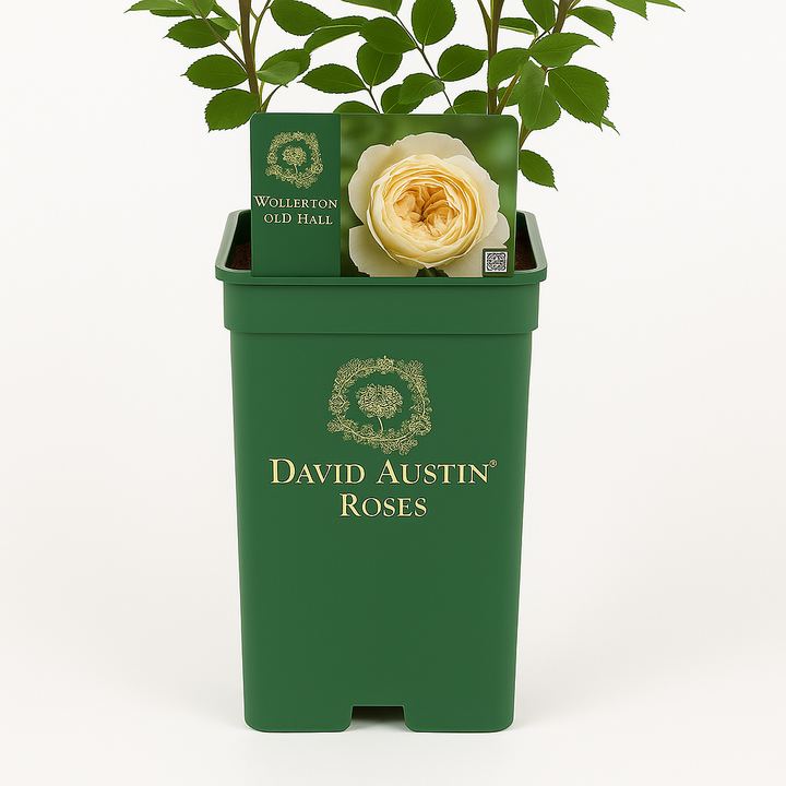 Wollerton Old Hall (Ausblanket)