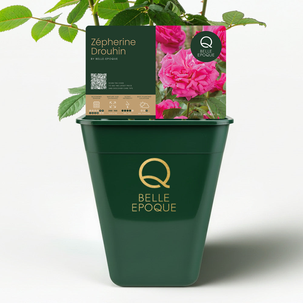 Zéphirine Drouhin (XL Klimroos)