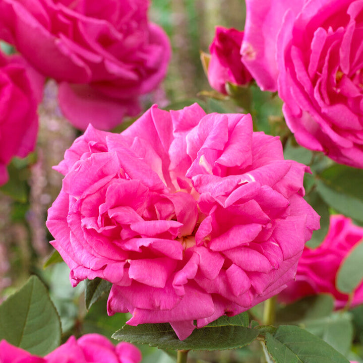 Romantische roze bloemen met licht gevulde vorm tegen donkergroen blad (foto’s van klimtoepassing zijn ideaal).