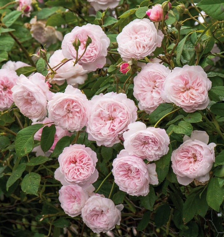 Der Albrighton Rambler (Ausmobile)