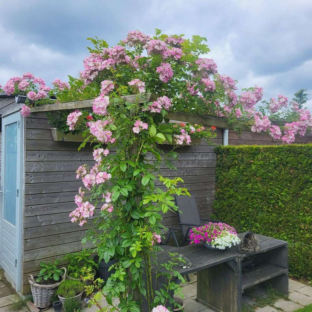 Apple Blossom - Belle Epoque