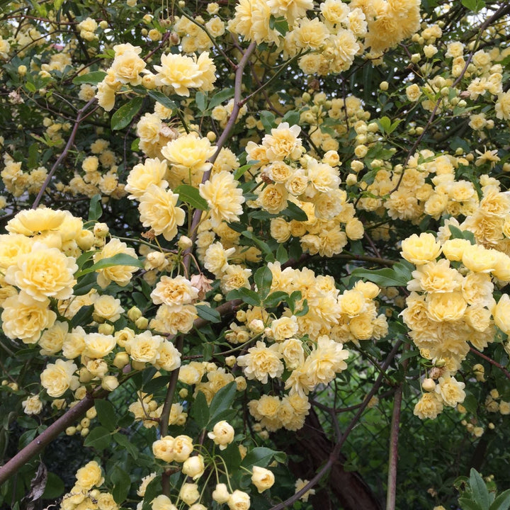 Banksiae Lutea (XL Climbing Rose)